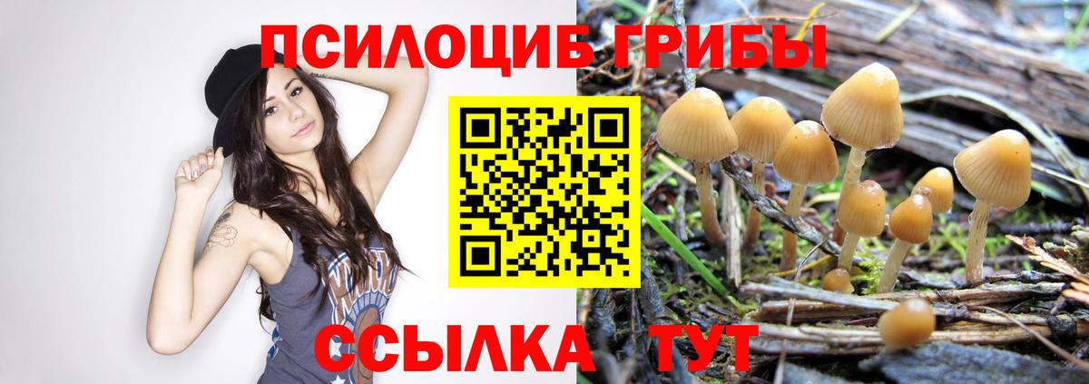 сколько стоит  Мариинск  Псилоцибиновые грибы Psilocybine cubensis  Псилоцибиновые грибы Psilocybine cubensis 